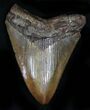 Glossy, Brown Megalodon Tooth #21974-1